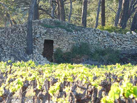 vineyard near bize-minervois, south france